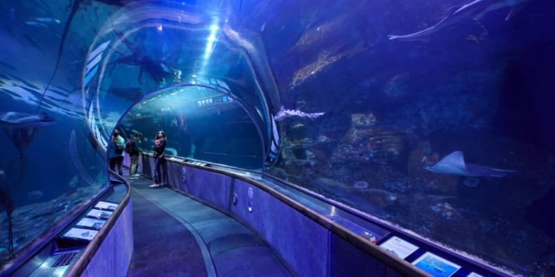 Aquarium of the Bay Tickets