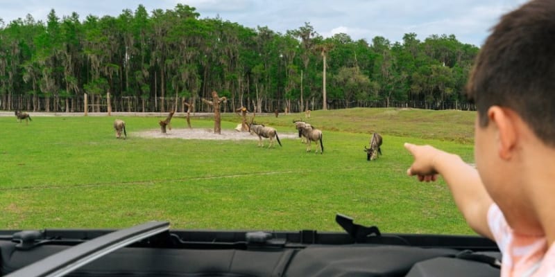 wild florida safari discount tickets