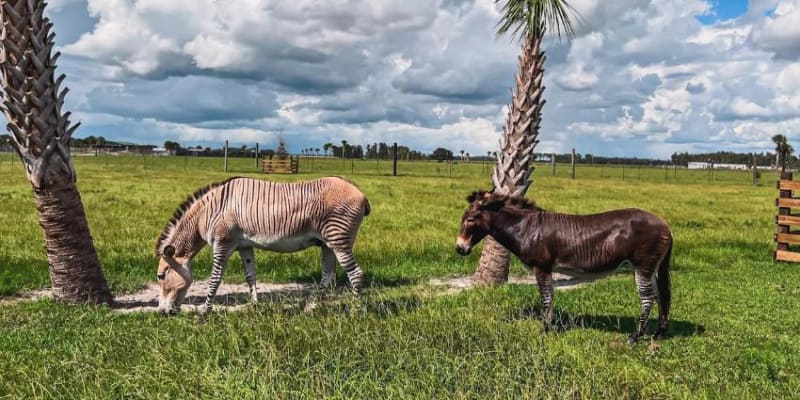 wild florida safari discount tickets