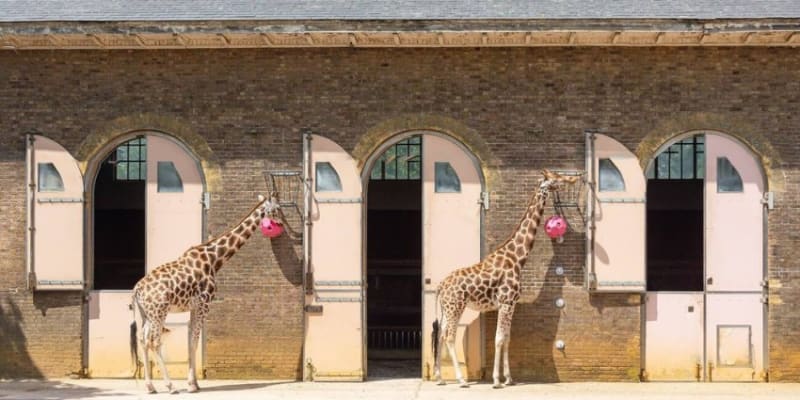 ZSL London Zoo Tickets