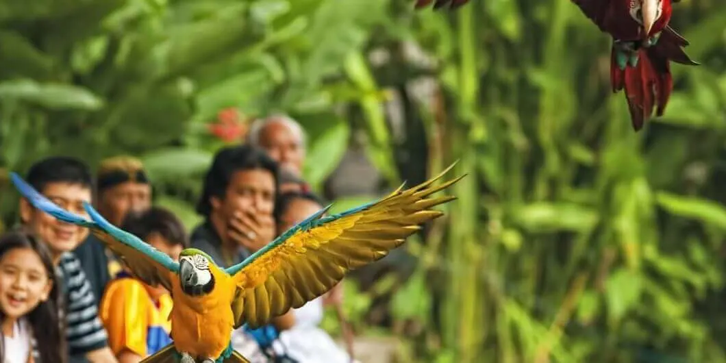 Bali Bird Park Tickets
