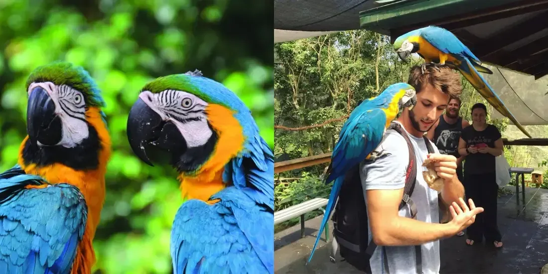 Birdworld Kuranda Tickets