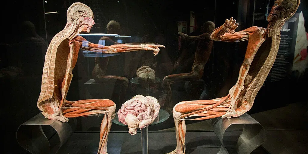Body Worlds Amsterdam Tickets
