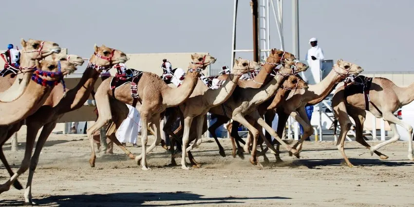 Doha Camel Race Track Tours