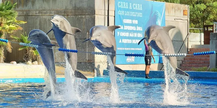 Zoo Aquarium de Madrid Tickets