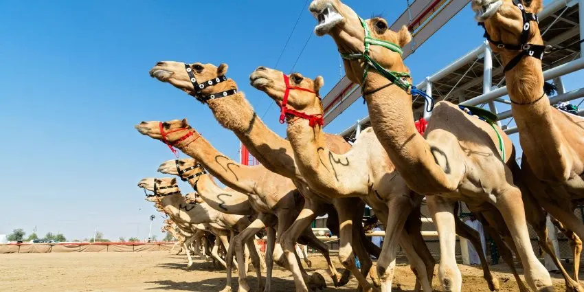 Dubai Camel Racing Club Tickets