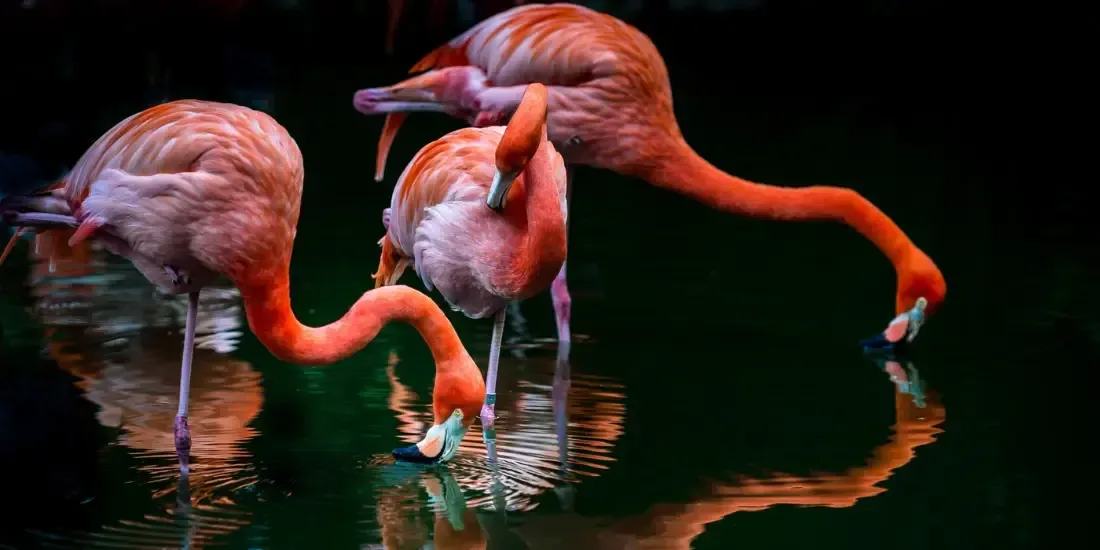 Flamingo Gardens Tickets