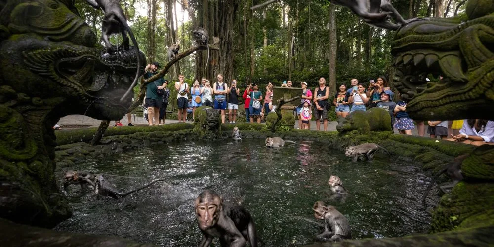 Sacred Monkey Forest Sanctuary Tickets