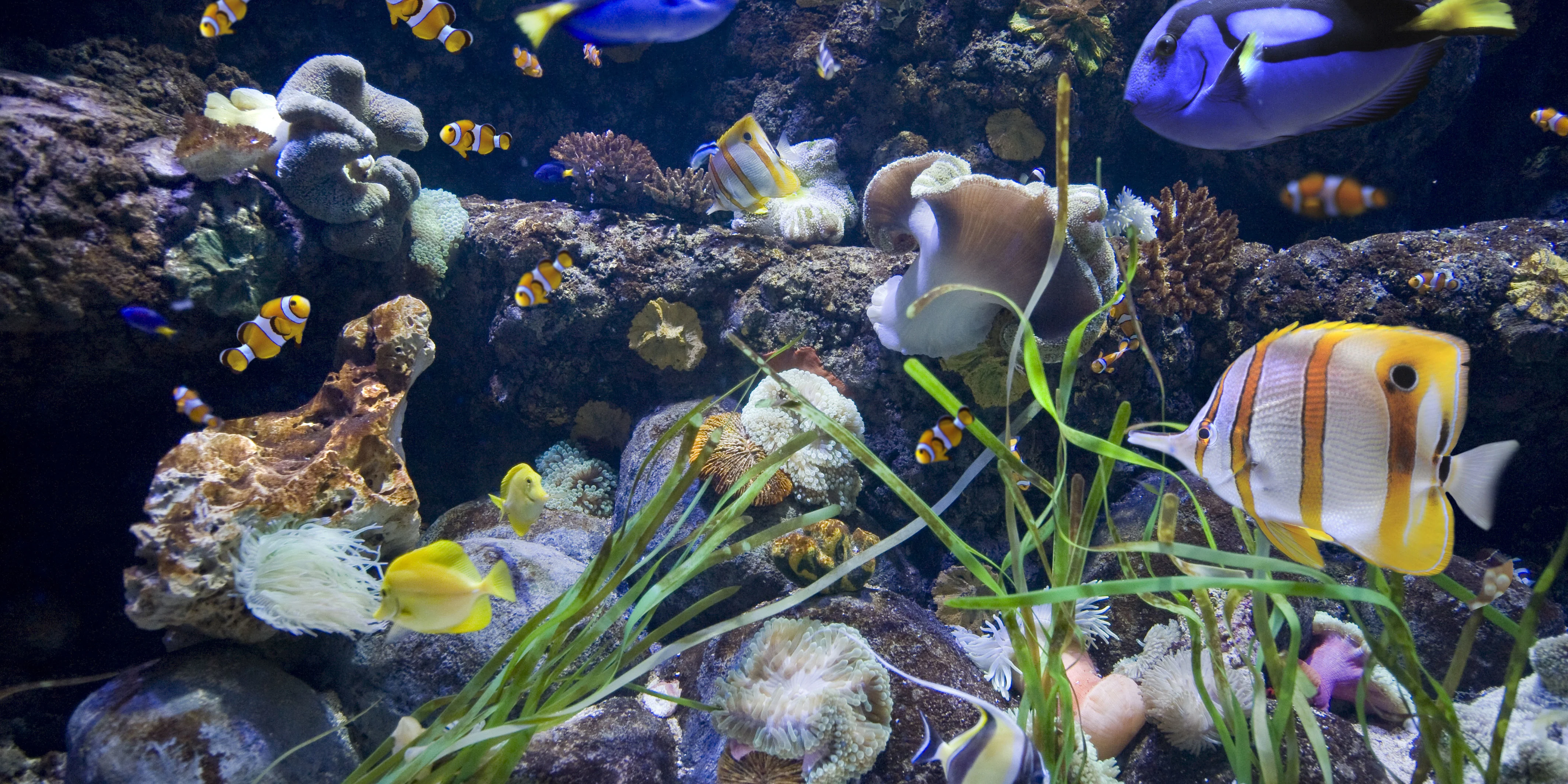 Gardaland SEA LIFE Aquarium Tickets