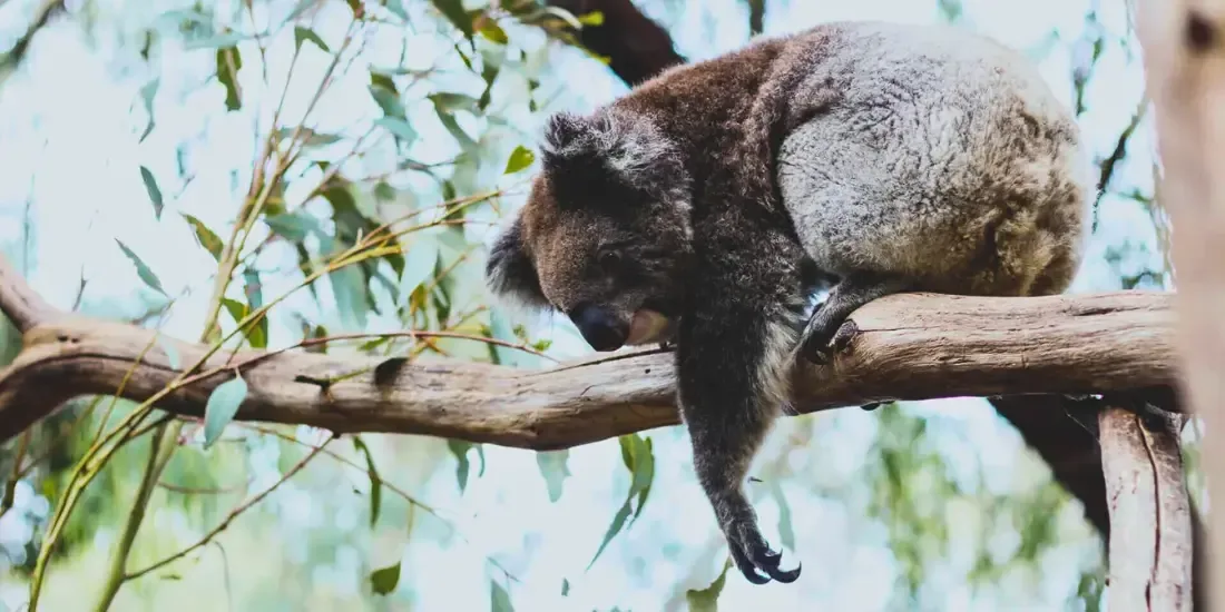 Gorge Wildlife Park Tickets