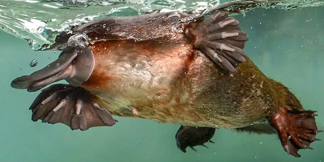 Healesville Sanctuary Tickets