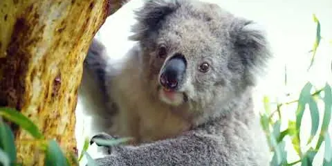 Koala Conservation Reserve Tickets