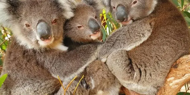 Maru Koala and Animal Park Tickets
