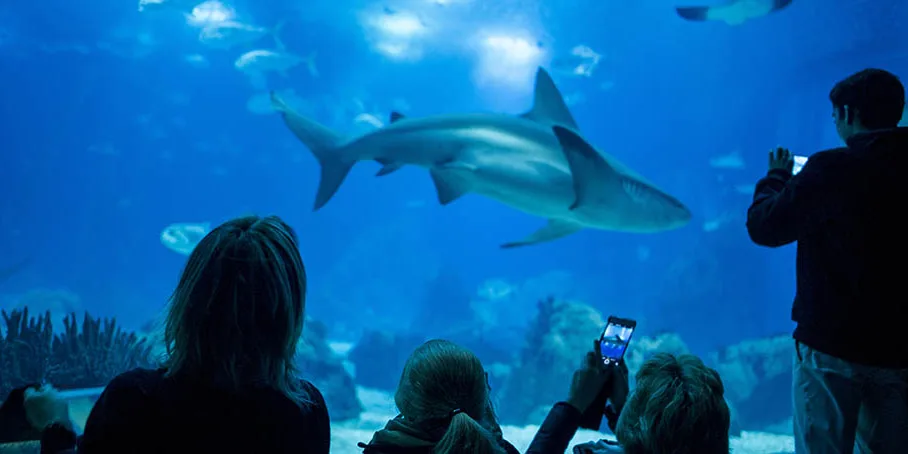Oceanário de Lisboa Tickets