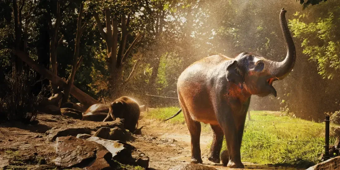 Rotterdam Zoo Tickets