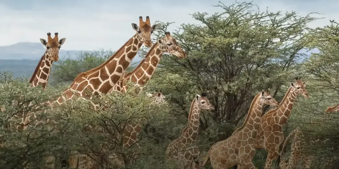San Diego Zoo Safari Park Tickets