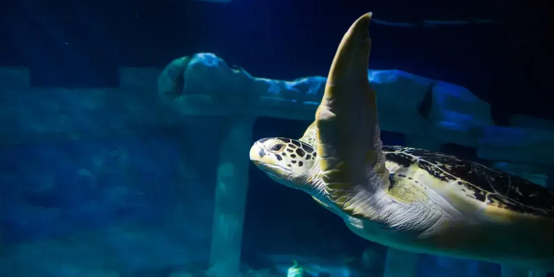 SEA LIFE Centre Porto Tickets