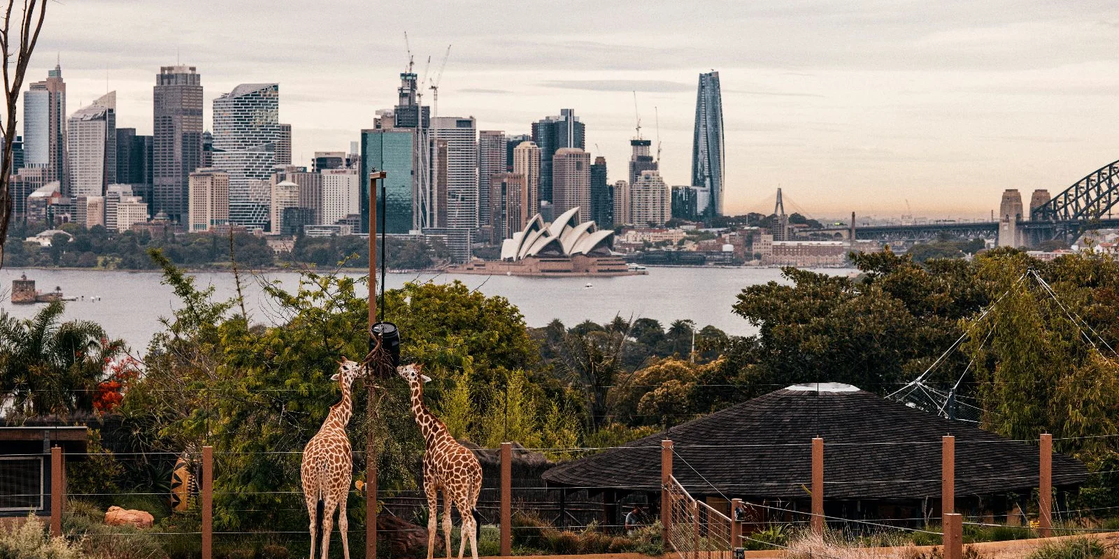 Sydney Zoo Tickets