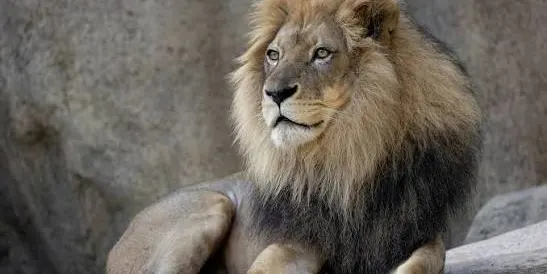 Zoo Atlanta Tickets