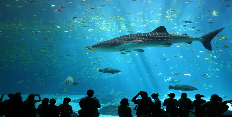 SEA Aquarium Singapore Tickets SEA Aquarium Singapore Tickets