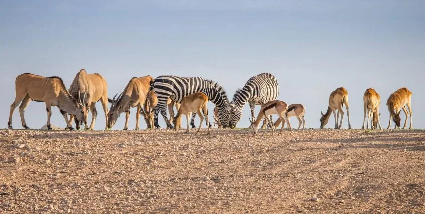 AL Ain Zoo Tickets AL Ain Zoo Tickets