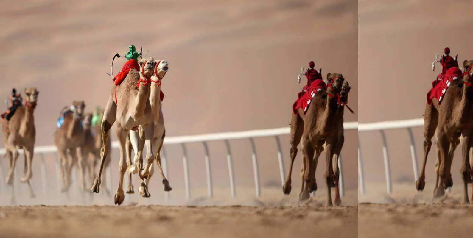 Dubai Desert Camel Safari Dubai Desert Camel Safari