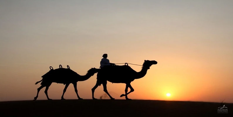 Dubai Desert Camel Safari Dubai Desert Camel Safari