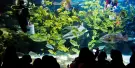 Aquaria KLCC Tickets Aquaria KLCC Tickets