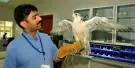 Falcon Hospital Abu Dhabi Tours Falcon Hospital Abu Dhabi Tours