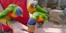 Okinawa Fruits Land Tickets Okinawa Fruits Land Tickets