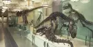 American Museum of Natural History Tickets American Museum of Natural History Tickets