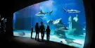 Aquarium of Genoa Tickets Aquarium of Genoa Tickets