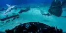 Aquarium of Genoa Tickets Aquarium of Genoa Tickets