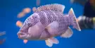 Aquarium Barcelona Tickets Aquarium Barcelona Tickets