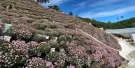 Cameron Highlands Flora Park Tickets Cameron Highlands Flora Park Tickets