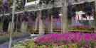 Cameron Highlands Flora Park Tickets Cameron Highlands Flora Park Tickets
