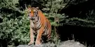 Cebu Safari and Adventure Park Tickets
