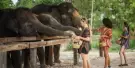 Elephant Jungle Sanctuary Chiang Mai Tours Elephant Jungle Sanctuary Chiang Mai Tours