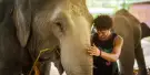 Elephant Jungle Sanctuary Chiang Mai Tours Elephant Jungle Sanctuary Chiang Mai Tours