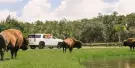 Wild Florida Safari Drive Thru Park Tickets Wild Florida Safari Drive Thru Park Tickets
