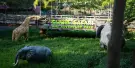 Clark Safari and Adventure Park Tickets