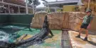 Crocosaurus Cove Tickets Crocosaurus Cove Tickets