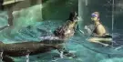 Crocosaurus Cove Tickets Crocosaurus Cove Tickets
