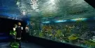 DMM Kariyushi Aquarium Tickets DMM Kariyushi Aquarium Tickets