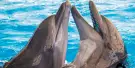 Dolphinarium Pattaya Tickets Dolphinarium Pattaya Tickets