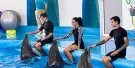 Dolphinarium Pattaya Tickets Dolphinarium Pattaya Tickets