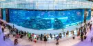 Dubai Aquarium Tickets Dubai Aquarium Tickets