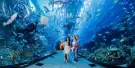 Dubai Aquarium Tickets Dubai Aquarium Tickets