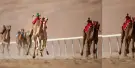 Dubai Desert Camel Safari Dubai Desert Camel Safari