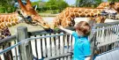Dubai Safari Park Tickets Dubai Safari Park Tickets